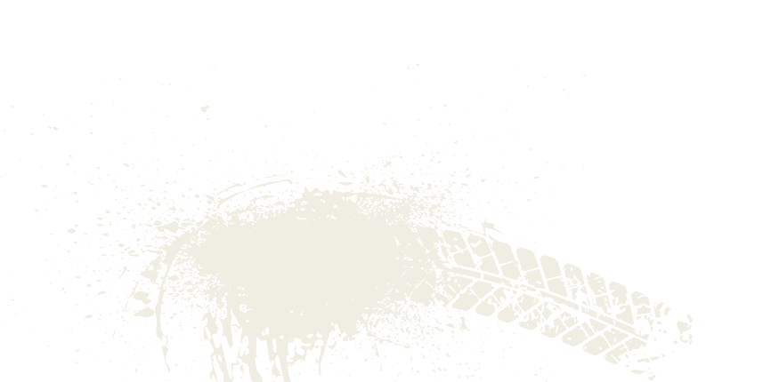 A bird feather on a white background. Description generated by AI