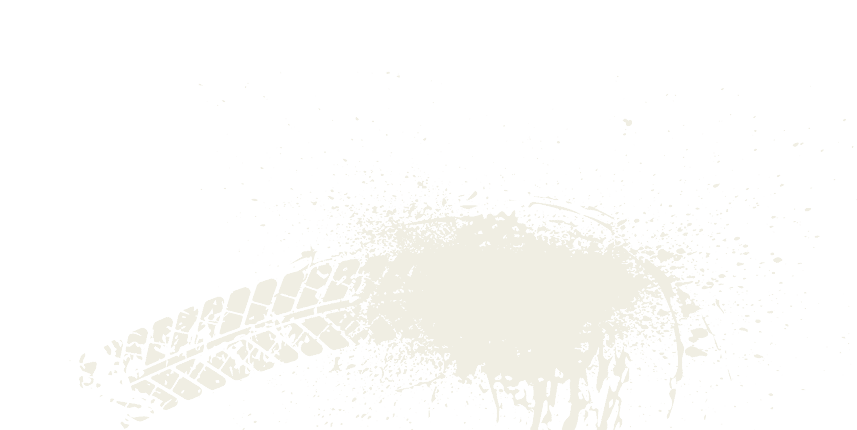 A bird feather on a white background. Description generated by AI