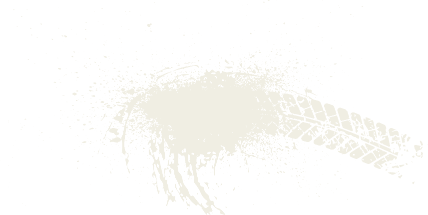 A bird feather on a white background. Description generated by AI